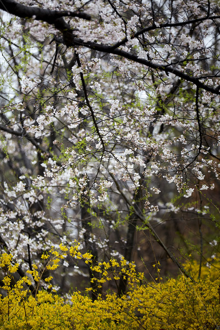 벚꽃,봄꽃,벚꽃터널,봄의전령사,벚꽃군락,벚나무,봄,계절,spring,season,자연,풍경,nature,landscape,plant,식물,flower,꽃,blossom
