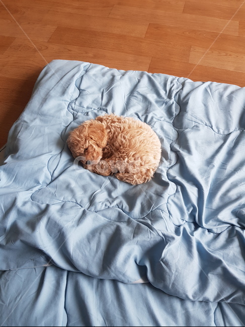 강아지,댕댕이,새끼강아지,나른한,피곤한