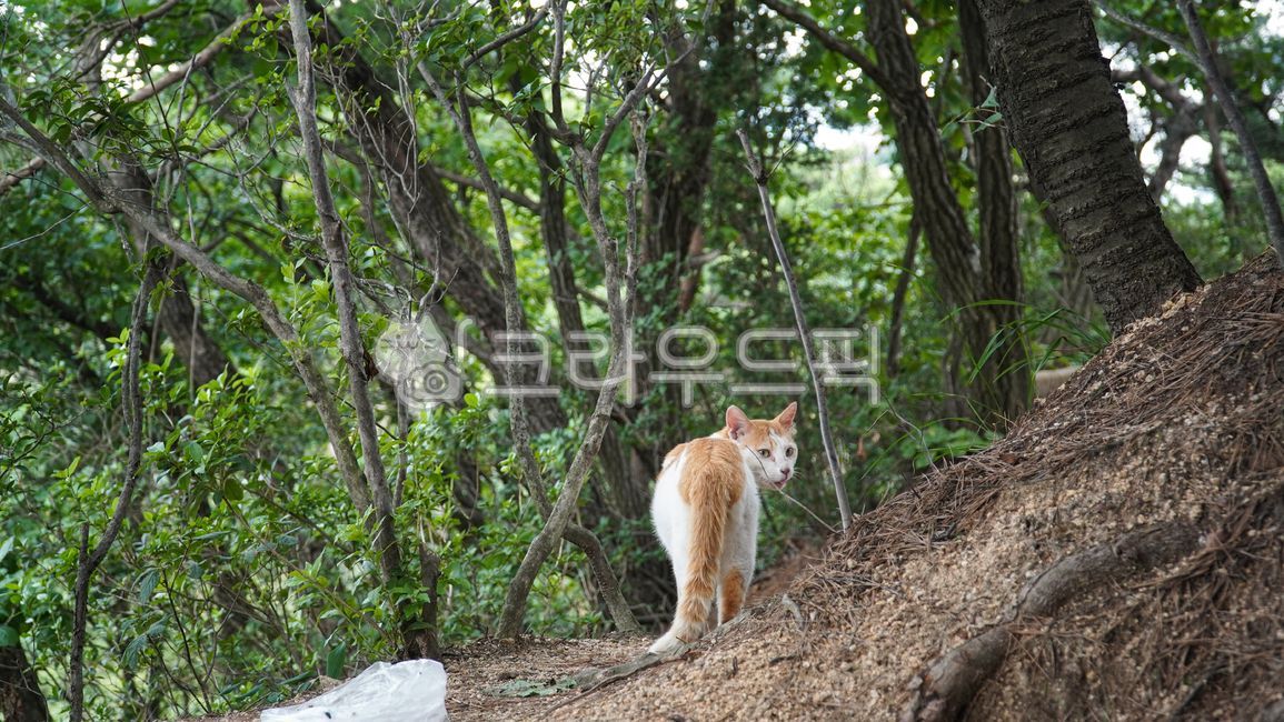 고양이,야생,동물,포유류,얼룩고양이,뒷모습,꼬리