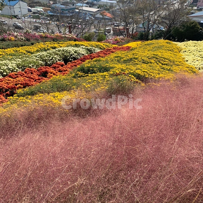 자연,outdoors,nature,핑크뮬리,가을,풍경,하늘