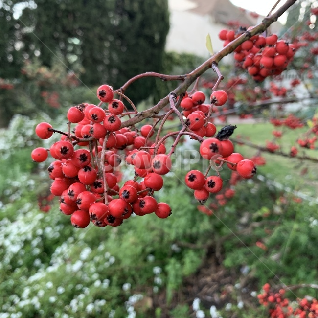 꽃,flower,열매,fruit,과일,식물,자연,plants,nature