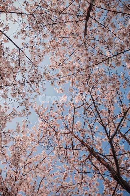 벚꽃,cherryblossom,blossom,꽃,plant,flower,봄,계절,spring,season
