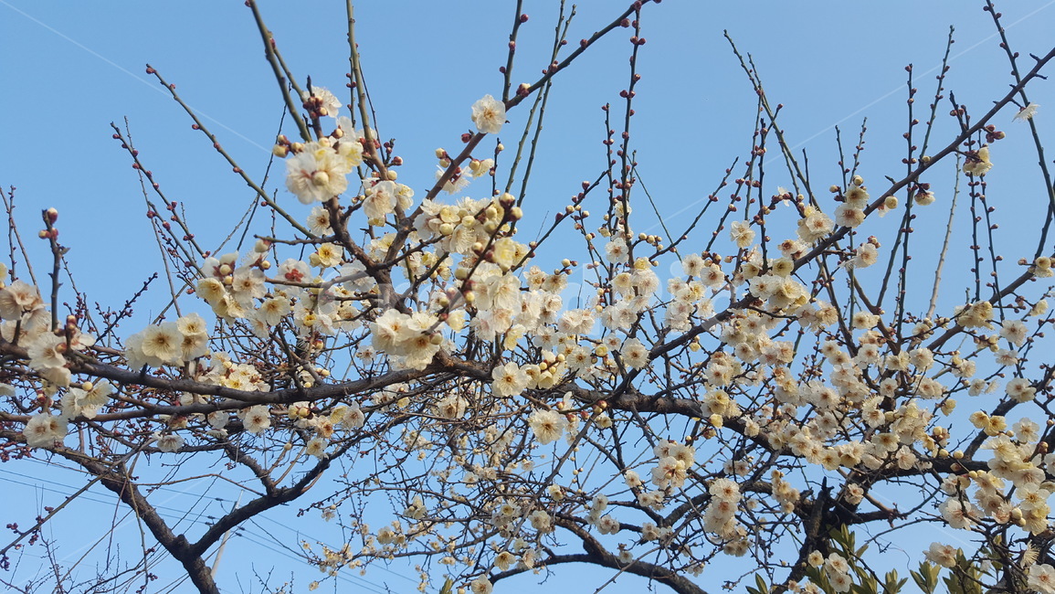 봄,홍매화,봄소식,꽃,파란하늘,식물,자연,plants,nature,꽃,flower