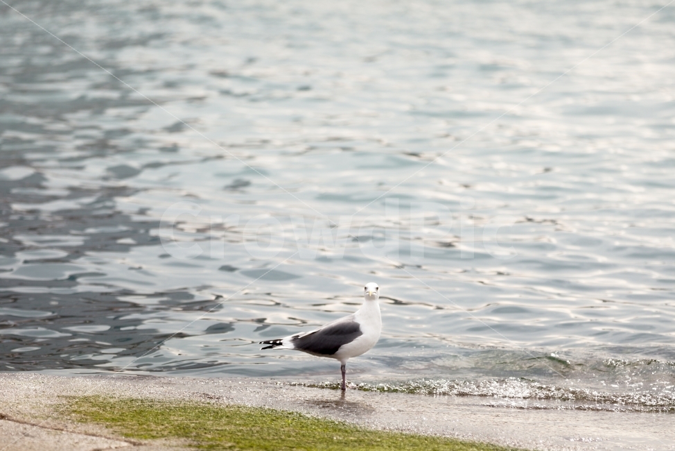갈매기,해변,순간포착,조류,색감,바다,사진,이미지,algae,commongull,beach,sea,color,image,photo,동물,animal,조류,새,birds