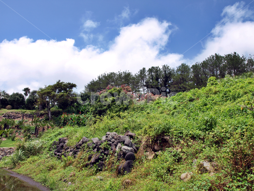 해안길,도로,올레6코스,올레길,제주,서귀포,푸른하늘,흰구름,자연,풍경,nature,landscape,outdoors,옥외,vegetation,초목,bush,부시,plant,식물,slope,경사