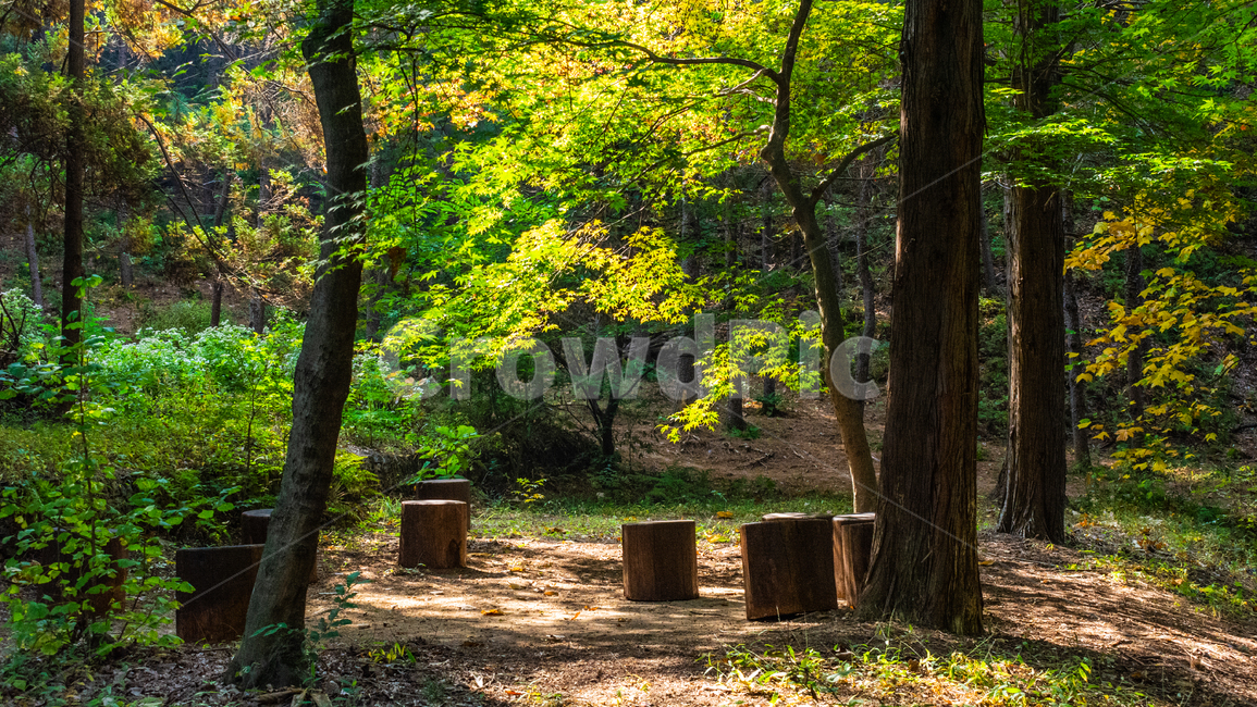 숲속,힐링,산책로,쉼터,그루터기,가을,계절,fall,autumn,season,tree,나무,tree trunk,나무 줄기,plant,식물,ground,바닥