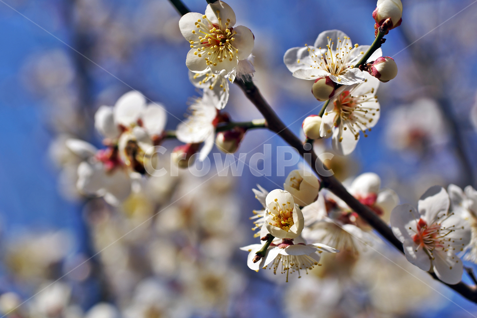 매화,매실나무,매실나무꽃,꽃,봄,계절,꽃봉우리,꽃망울,식물,자연,plants,nature,꽃,flower