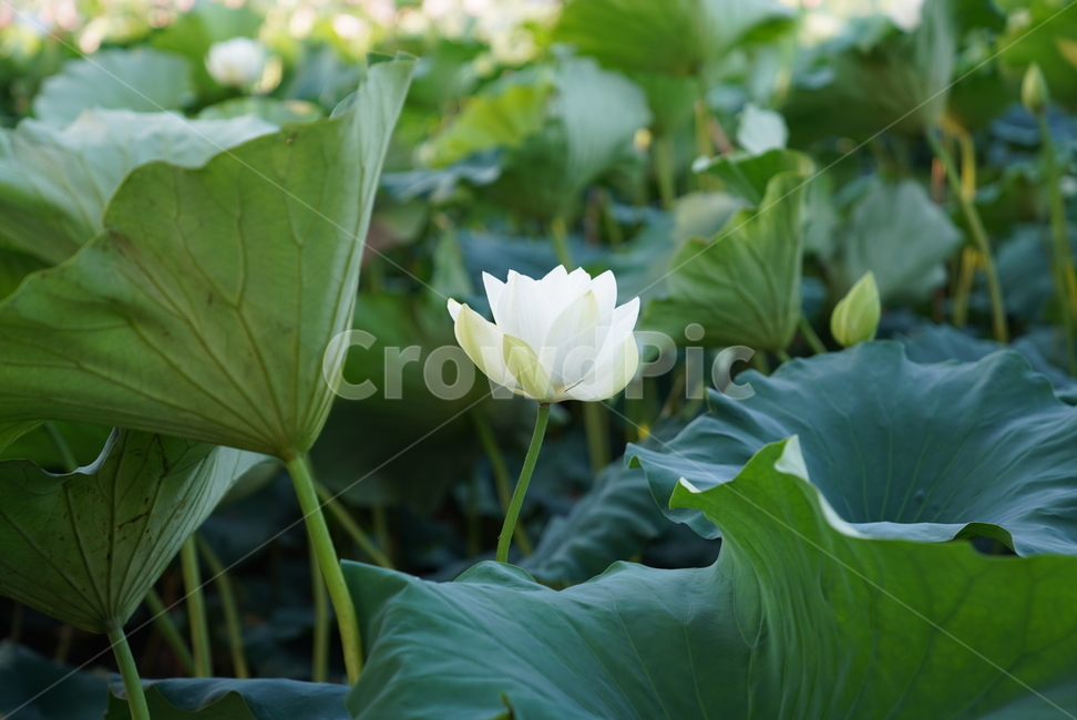 plant,식물,blossom,flower,꽃,연꽃,식물,자연,plants,nature,꽃,flower