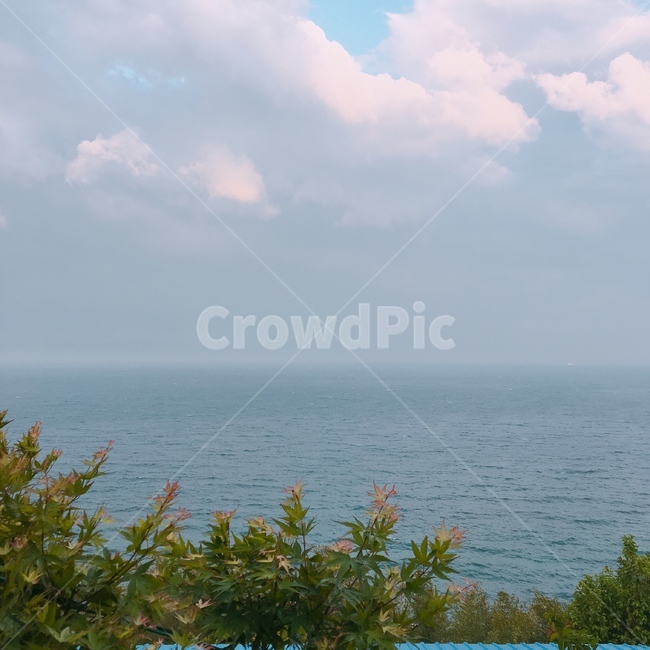 바다,구름,동해,동해바다,나뭇잎,풍경,자연,풍경,nature,landscape