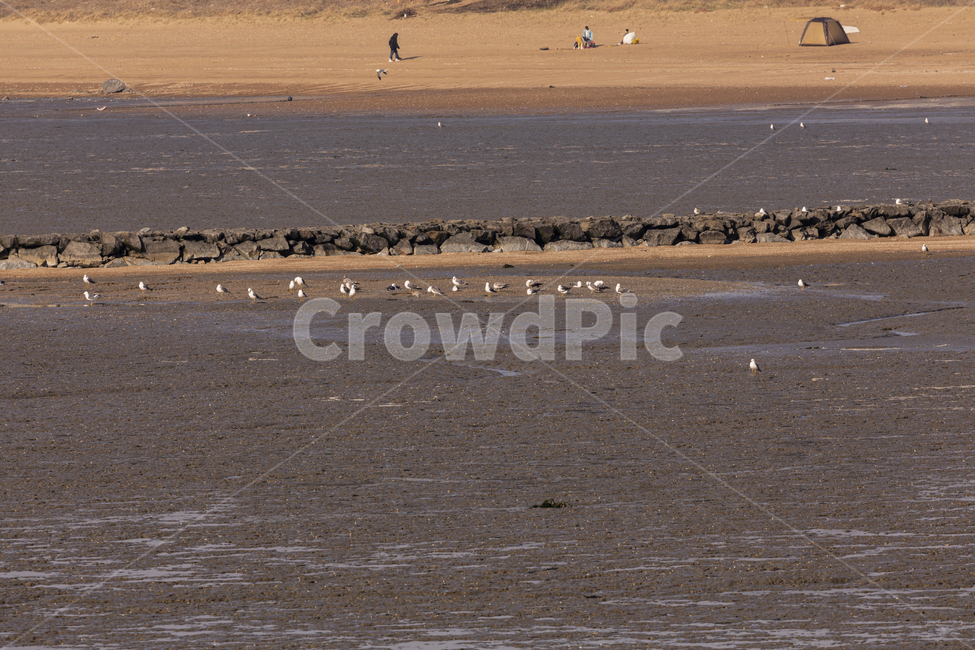 푸른,바다,조류,새,water,outdoor,birds,bird,wildlife,seagull