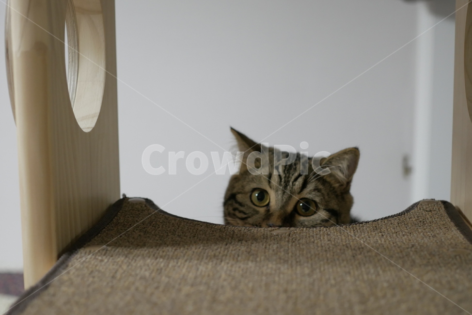 고양이,개냥이,동물,얼굴,표정,애교,귀여운,동물,animal,포유류,mammal,고양이,cat,kitten,kitty
