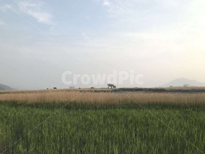순천,순천만,갈대밭,평화로운,자연,풍경,쾌청,landscape,자연,풍경,nature,landscape,outdoors,옥외,field,들,grassland,목초지