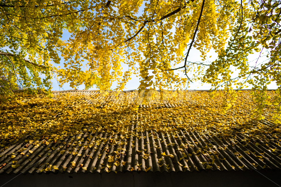 은행나무,단풍,가을,ginkgo,autumn,fall,tree,나무,plant,식물,가을,계절,fall,autumn,season,식물,자연,plants,nature,나무,trees,wood