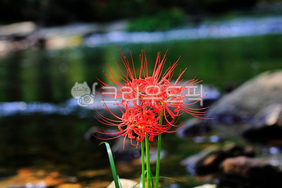 꽃무릇,석산,꽃,야생화,빨간꽃,빨간,녹색,배경,자연,식물,plant,9월,경치,아름다운,미,화사한,꽃잎,옥외,beautiful,개화,red,flower,outdoors,petal,blossom,wildflowers,september,nature,view,scenery,bright,beauty,green,상사화,꽃배경,만개,붉은꽃