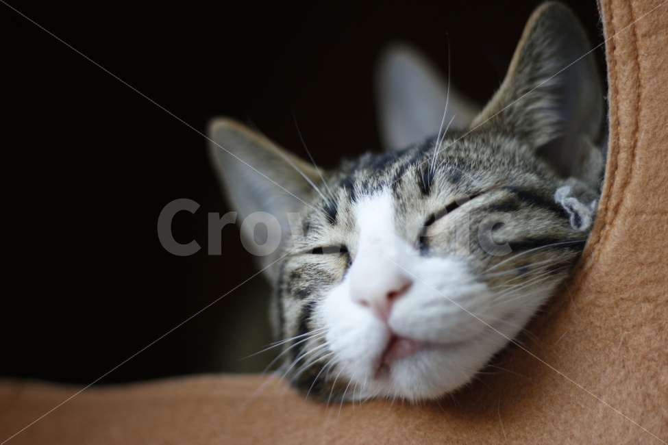 고양이,반려동물,유기묘,길냥이,애완동물,cat,pet,kitten,아기고양이,코숏,코리안숏헤어,동물,animal,캣맘,캣대디,휴식,힐링,rest,relaxation,healing,동물,animal,포유류,mammal,고양이,cat,kitten,kitty