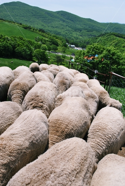 양,양떼,목장,산,초록색,sheep,herd,ranch,mountain,green,동물,animal,포유류,mammal,산업,industry,industrial,목축업,목장,livestock farming,ranching,pasture