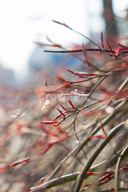 꽃,봄,붉은,레드,plant,식물,tree,나무,leaf,잎,가지,풀,가을