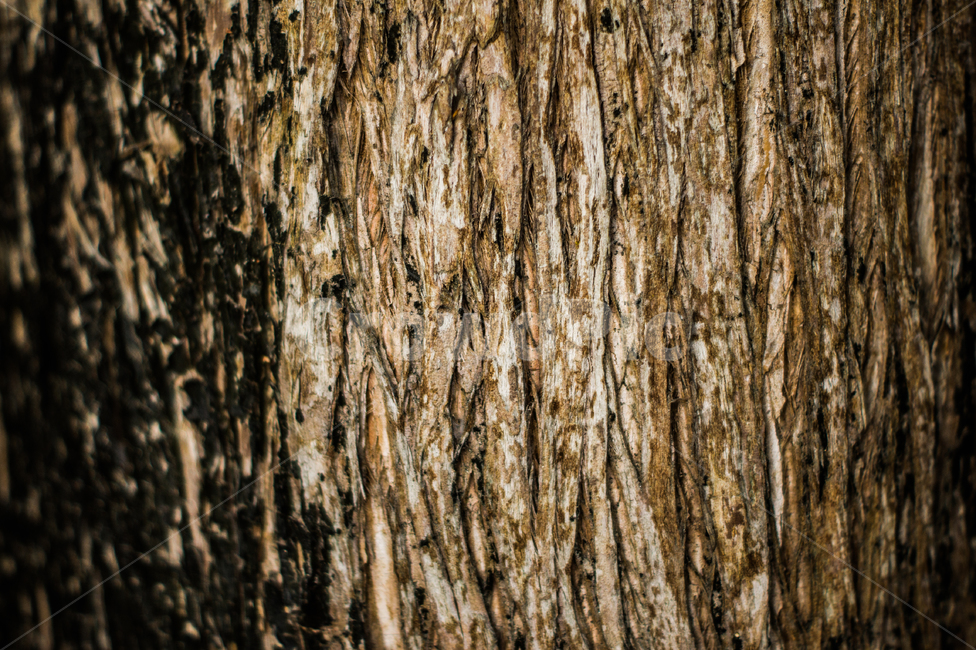 tree,나무,plant,식물,treetrunk,나무줄기,질감,wood,자연,nature,식물,자연,plants,nature,나무,trees,wood