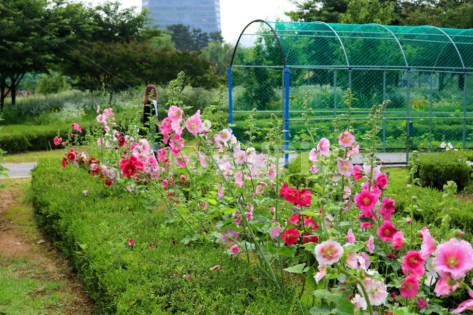 꽃,접시꽃,식물,아욱과,촉규화,관상용,자연,풍경,nature,landscape,blossom,geranium,제라늄,flower,plant