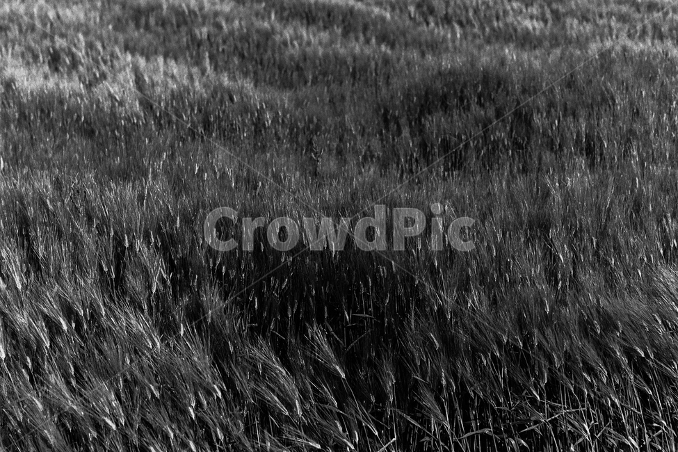 보리,농사,농업,쌀보리,식량,자연,식물,밭,grass,잔디,plant,field,들,nature