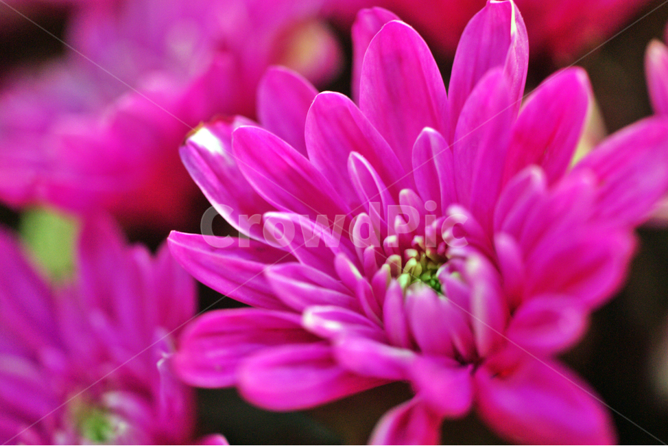 국화,관상용,사군자,가을,국화과,식물,자연,plants,nature,꽃,flower