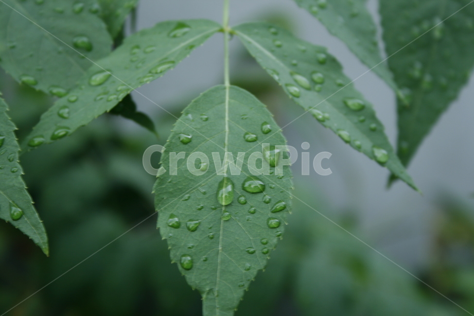 비,rain,비오는날,풀잎,나뭇잎,가을비,봄비,시원함,식물,자연,plants,nature
