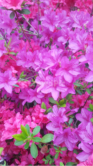꽃,flower,근접,생화,야생화