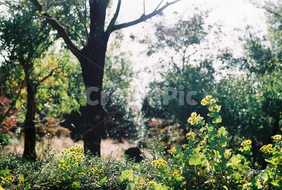제주도,휴애리,나무,초원,필름사진,자연,풍경,nature,landscape
