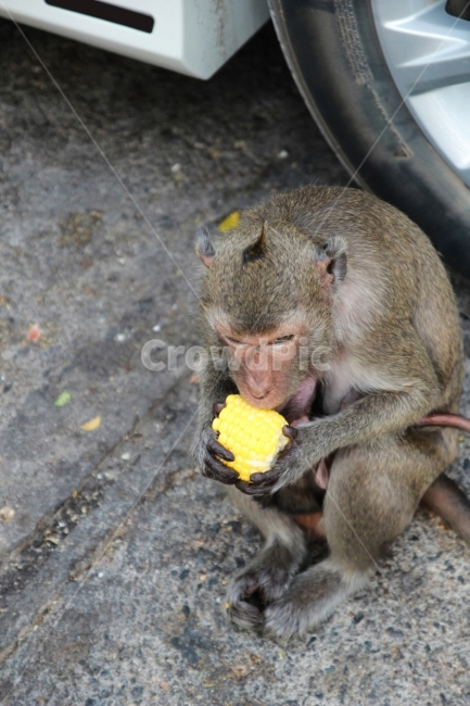 원숭이,monkey,동물,animal,동물원,공원,park,먹이,야생동물,옥수수,동물,animal,포유류,mammal