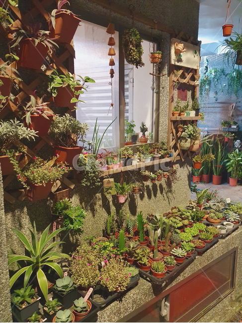 plant,식물,다육식물,플랜테리어,다육이