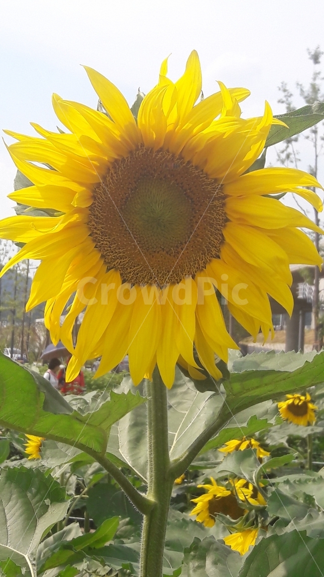 해바라기,꽃,하늘,태양,키다리,여름,계절,summer,season,식물,자연,plants,nature,꽃,flower,plant,blossom,sunflower
