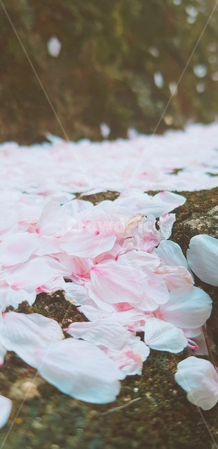 꽃잎,식물,자연,봄,핑크,식물,자연,plants,nature,꽃,flower