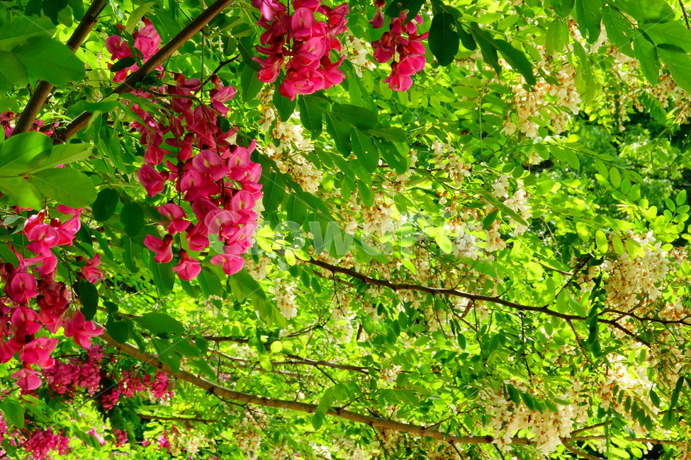아카시아,봄,붉은아카시아,꽃,숲,식물,자연,plants,nature,꽃,flower