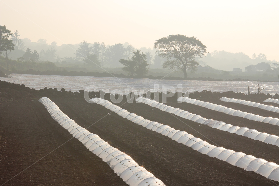 nature,자연,안개,제주,봉성리봄,봄,산업,industry,industrial,농업,농사,agriculture,farming,farming industry
