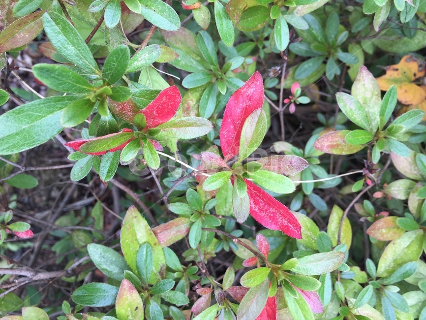 plant,식물,leaf,잎,acanthaceae,blossom,flower,꽃,잔잔과,식물,자연,plants,nature,꽃,flower