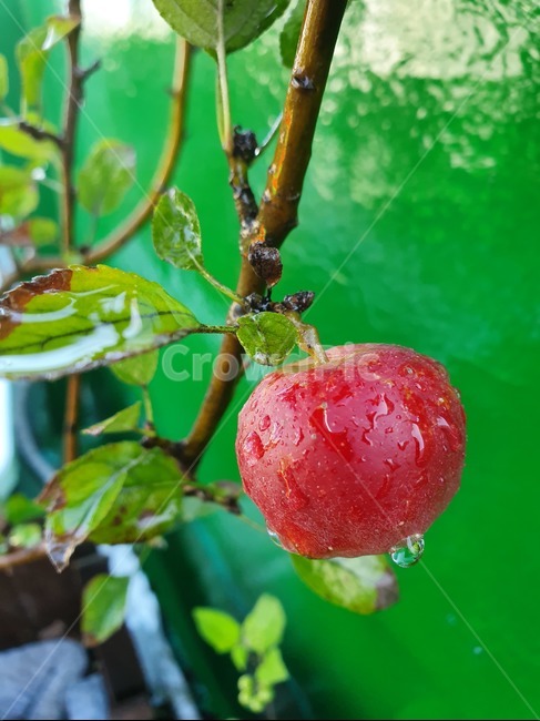apple,나무,풍경,작은,빨강,과일,열매,fruit