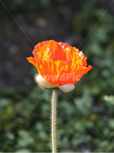 꽃양귀비,개양귀비,양귀비,꽃,poppy