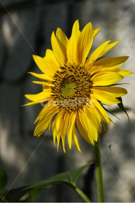 해바라기,꾳,식물,flower,plant,식물,자연,plants,nature,꽃,flower