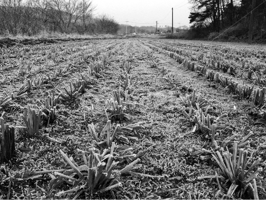 겨울,논,감성,겨울논,흑백,겨울,계절,winter,season,자연,풍경,nature,landscape,흑백,모노톤,monochrome,black and white,ground,바닥,plant,식물,aloe,노회
