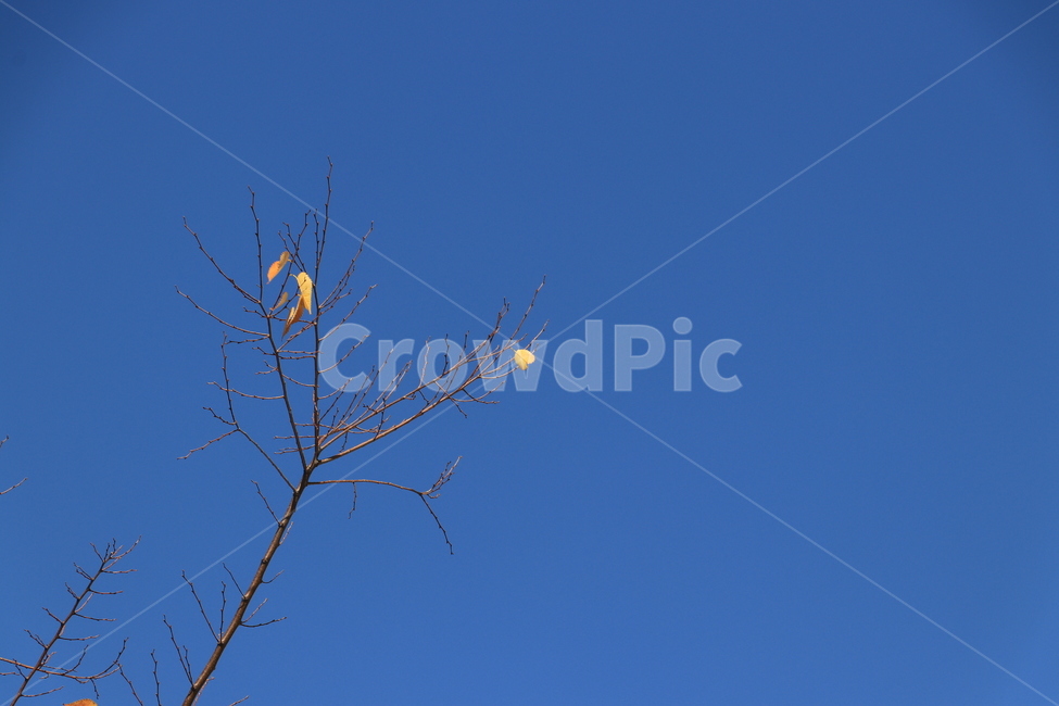 가을,낙엽,autumn,fall,leaves,fallenleaves,가을,계절,fall,autumn,season,식물,자연,plants,nature