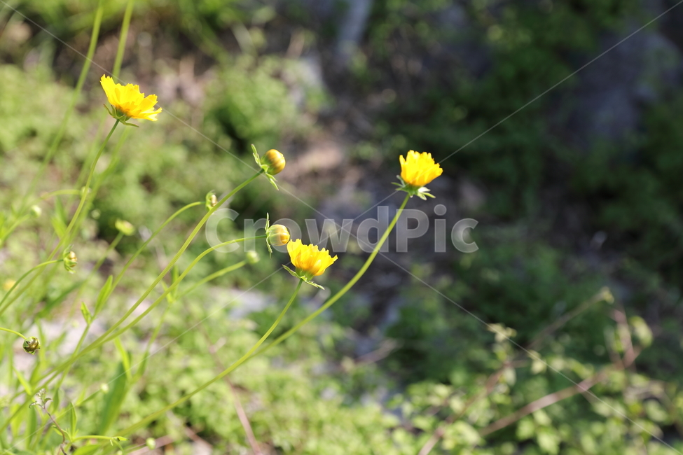 environment,wild chrysanthemum,beauty,nature,yellow,bright,cuteness,wild flowers,pure,flower