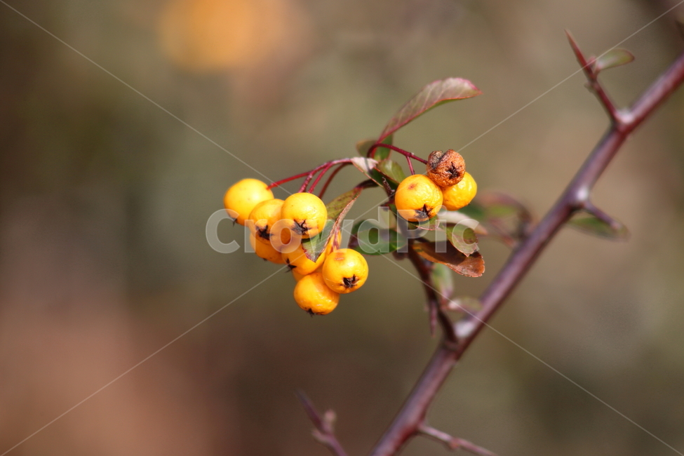 가을,열매,종자,식물,seed,파라칸타,파라칸사스,pyracantha,식물,자연,plants,nature,과일,열매,fruit