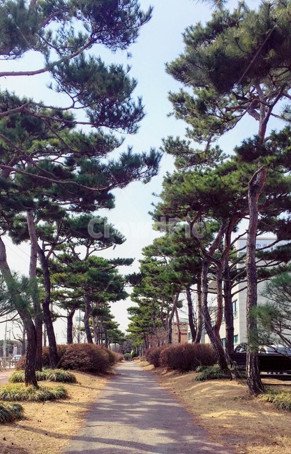 산책길,나무숲,도보,자연,조경,자연,풍경,nature,landscape,outdoors,옥외,garden,정원,arbour,정자