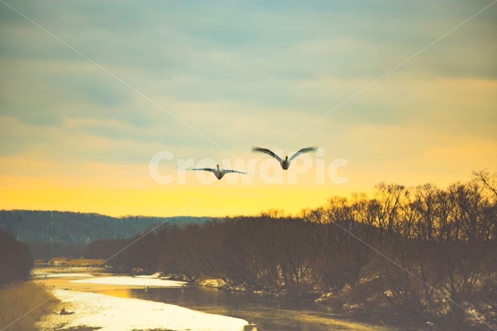 고니,백조,조류,자연,풍경,겨울,홋카이도,동물,animal,조류,새,birds,감성,sensible,feeling