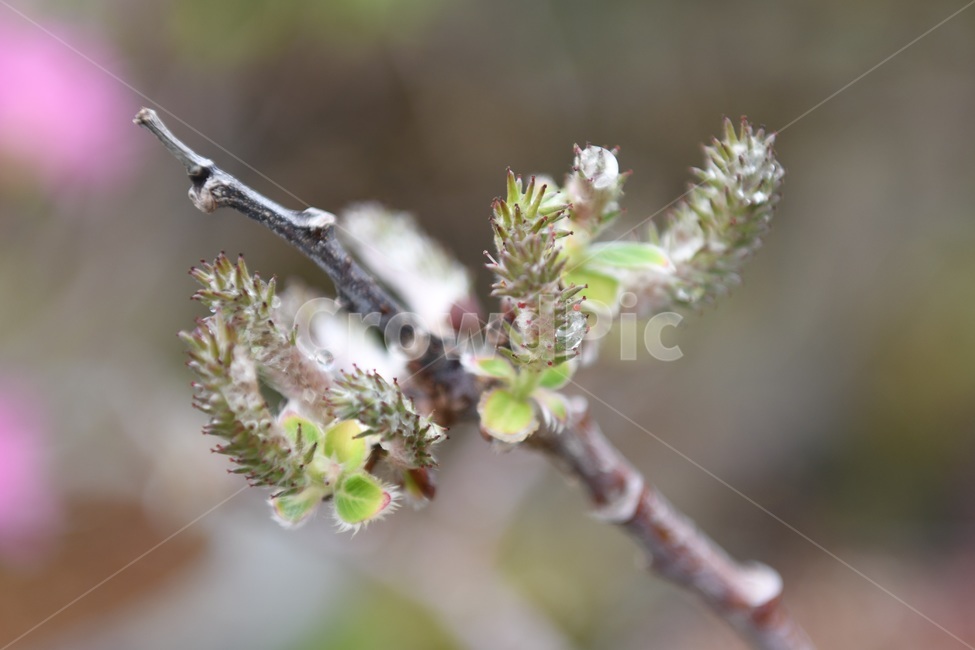 식물,꽃,감성사진,자연,flower,꽃사진,봄,봄꽃,계절,빗방울,비,감성,4월,spring,힐링,자연풍경,풍경,봄,계절,spring,season,식물,자연,plants,nature,plant