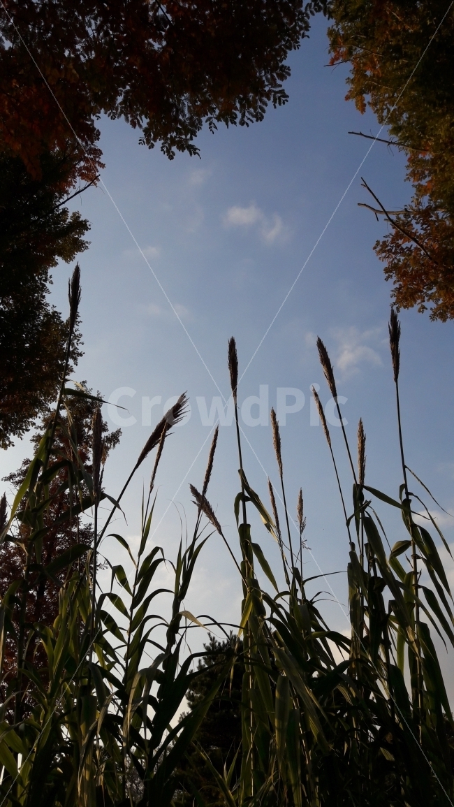 나무,갈대,하늘,구름,수목원,가을,계절,fall,autumn,season,식물,자연,plants,nature,grass,잔디,plant,lawn