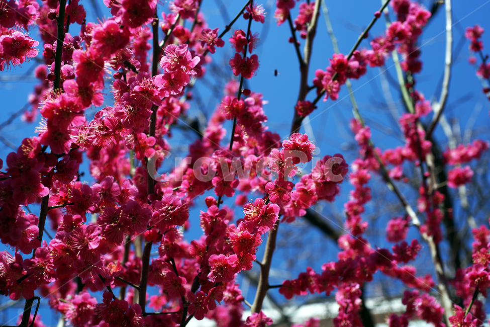 홍매화,매화,홍매,꽃,봄,계절,붉은색매화,식물,자연,plants,nature,꽃,flower