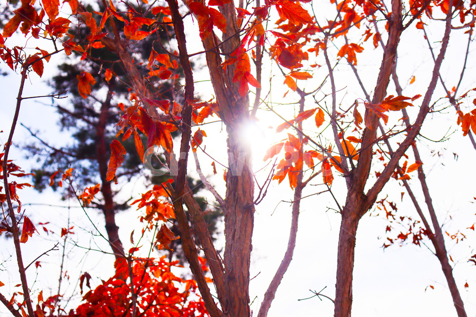 plant,leaf,식물,잎,tree,나무,maple,단풍,가을,계절,fall,autumn,season,식물,자연,plants,nature,나무,trees,wood