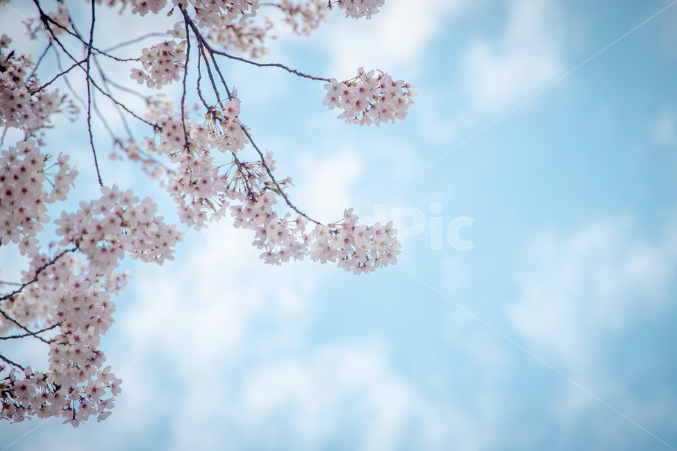 벚꽃,하늘,봄,꽃,감성,분홍,하늘색,cherryblossom,sky,spring,flower