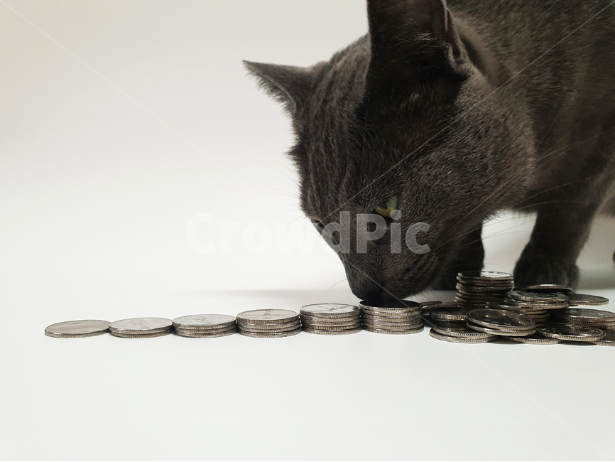 고양이,러시안블루,동전,부자,욕심,애완동물,돈,털,저금,스마트,영리한,동물,animal,포유류,mammal,고양이,cat,kitten,kitty,금융,돈,finance,banking,money,연출,컨셉,콘셉,direction,concept,누끼,remove background